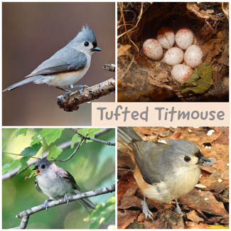 Tufted Titmouse